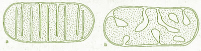 Tipe mitokondria yang terdapat pada alga (a) flat lamelar cristae dan (b) tubular cristae