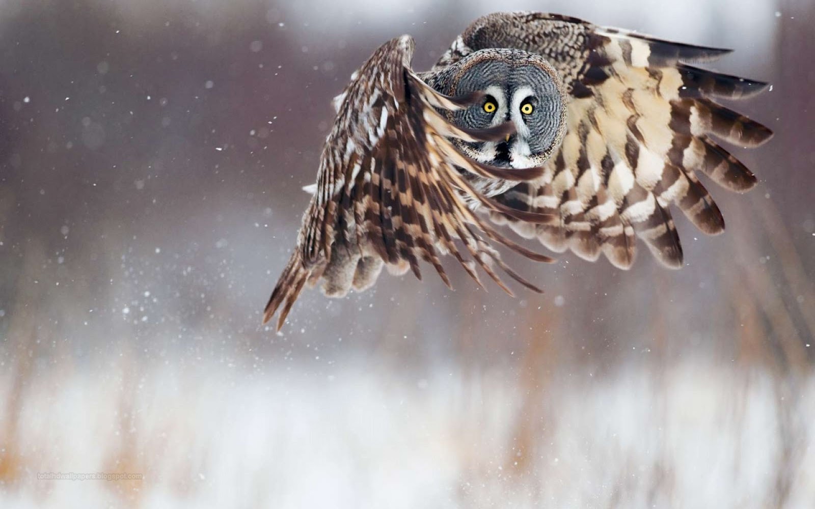 Great Grey Owl In-Flight