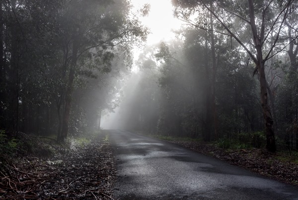 Wishful Thinking - Kangaroo Valley