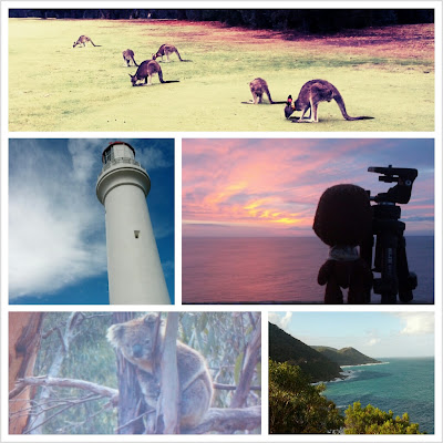 Viaje a Australia. Día 3: Avistando koalas y canguros salvajes