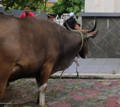 Pemko Tanjungpinang Serahkan 48 Hewan Kurban untuk Masjid dan Mushalla