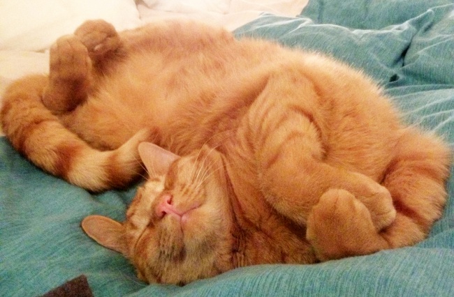 30 cats who have grasped the art of sleep fu