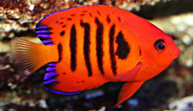 Ikan Angelfish Flame