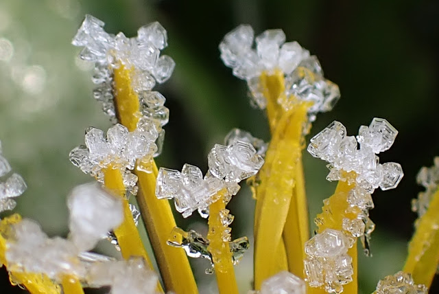 Frozen dandelion