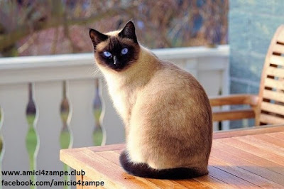 https://www.amici4zampe.club/2020/04/gatto-siamese-colori-prezzo.html