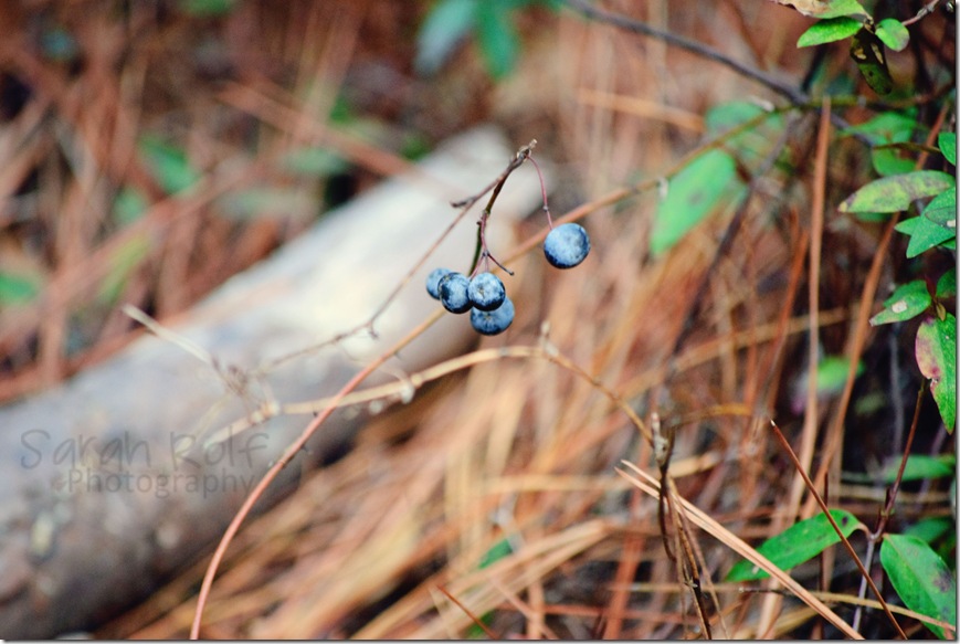 berries