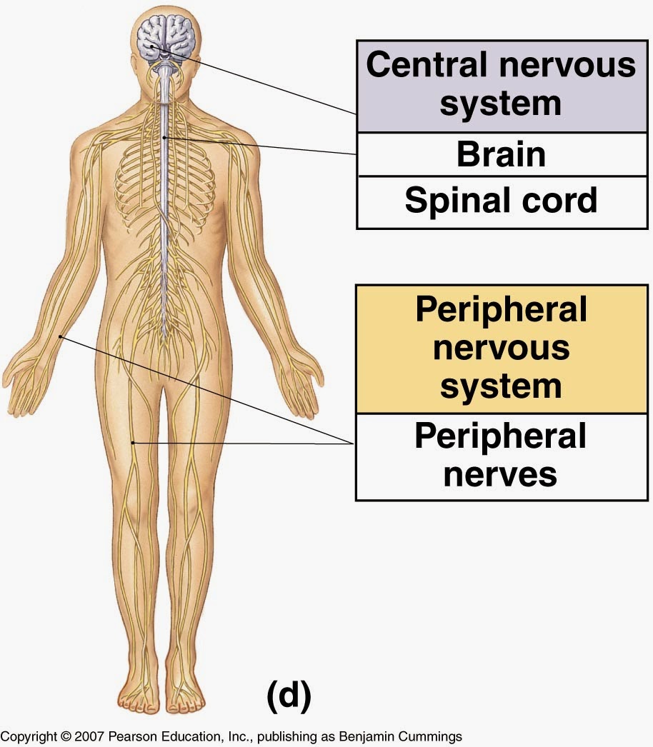  The central nervous system