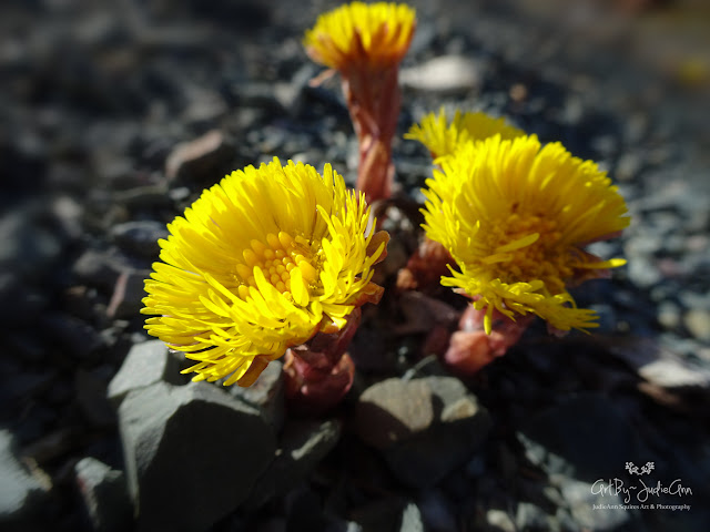 Yellow wildflower