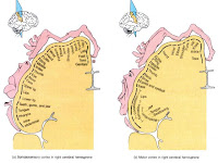 Brain Homunculus1