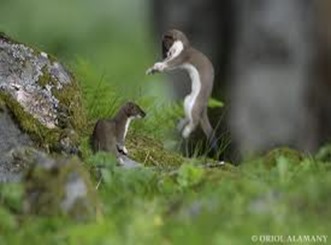 Amazing Pictures of Animals, photo, Nature, exotic, funny, incredibel, Zoo, Stoat, Mustela erminea, Alex (4)