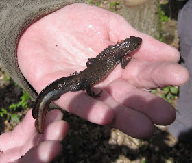 Great Crested Newt in Jubilee Country Park on 3 April 2011