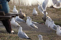 Feeding The Birds