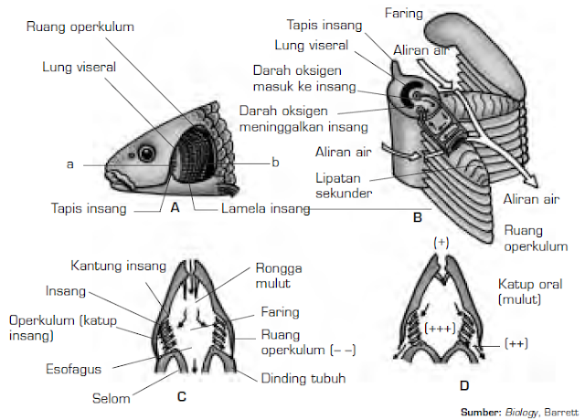  Sistem  Pernapasan  Hewan  Vertebrata Respirasi Vertebrata