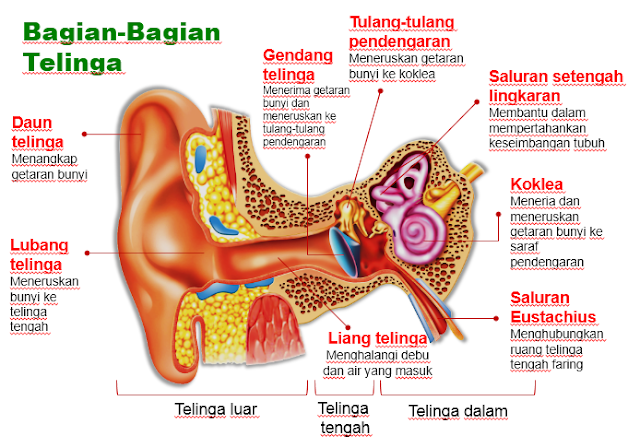 bagian telinga