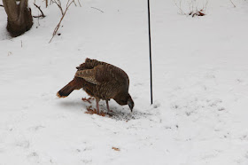 hen turkey checking under feeder