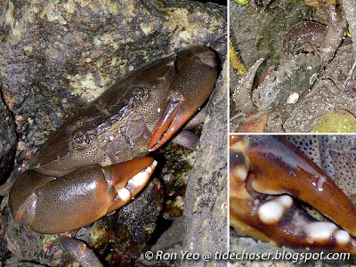 Forcep Crabs (Family Oziidae)