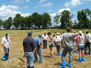 viewing the pasture