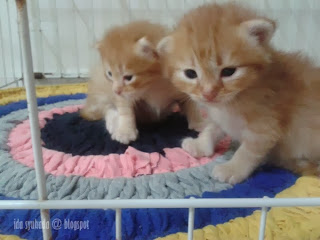 Anak Tony + Omey Dah Pandai Berjalan