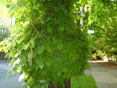  Aesculus hippocastanum (Horse-Chestnut)