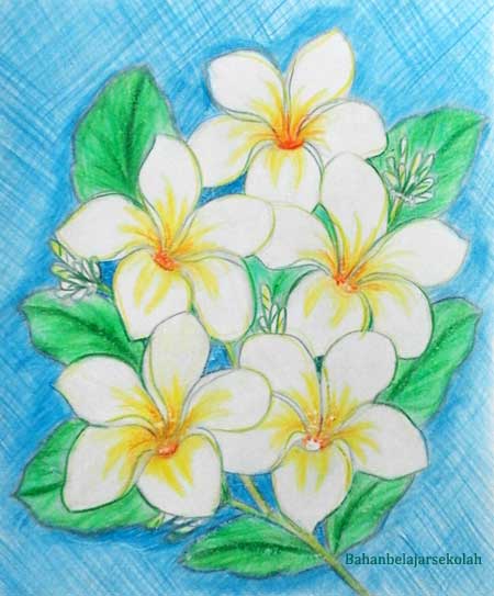 Menggambar Bunga Kamboja Memakai Pensil Warna - Mata Pelajaran