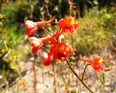 Hummingbirds love the scarlet larkspur with its fiery red color