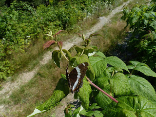 Limenitis arthemis - Amiral blanc