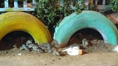 Plaga de ratas invade y causa preocupación en la zona de Santa Rosita en San Juan de Lurigancho