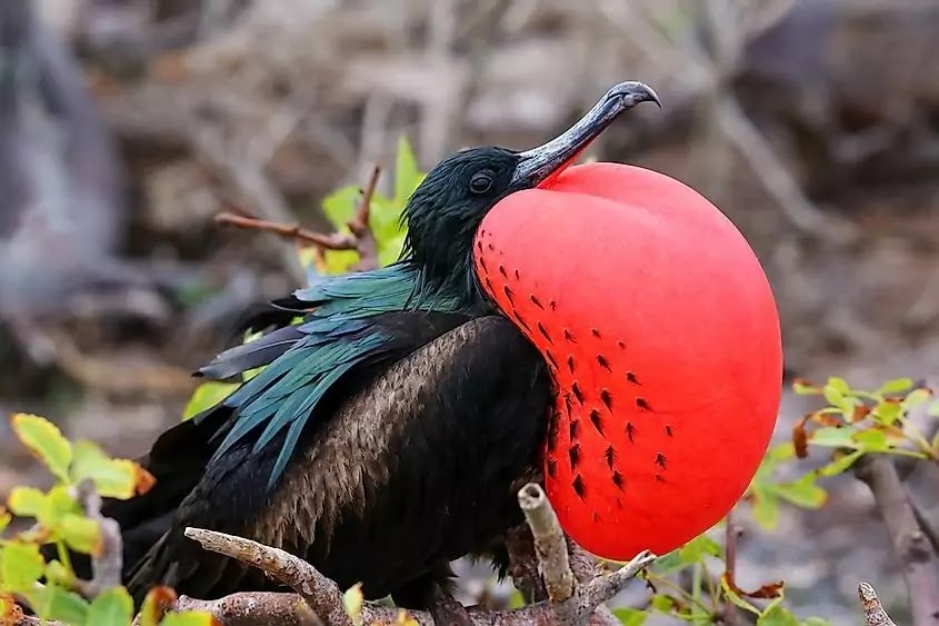 Top 10 Rarest Birds in the World that need the luck to see