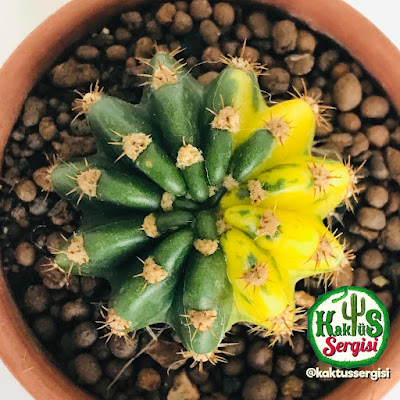 Echinopsis Oxygona Variegata kaktüs cactus sukulent bitki bakımı bilgi nasıl bakılır çiçeği Flower cactus suculent
