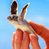 Cute Baby Turtles Amazing Images