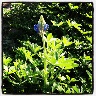 First bluebonnet, Austin TX 2012