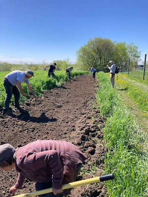 Several people raking the seeds into the plot row.
