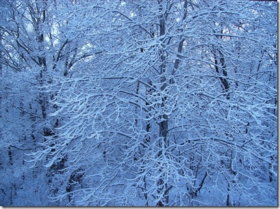 Snow on Trees Simple Cookery
