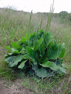 Plantain majeur - Plantago major