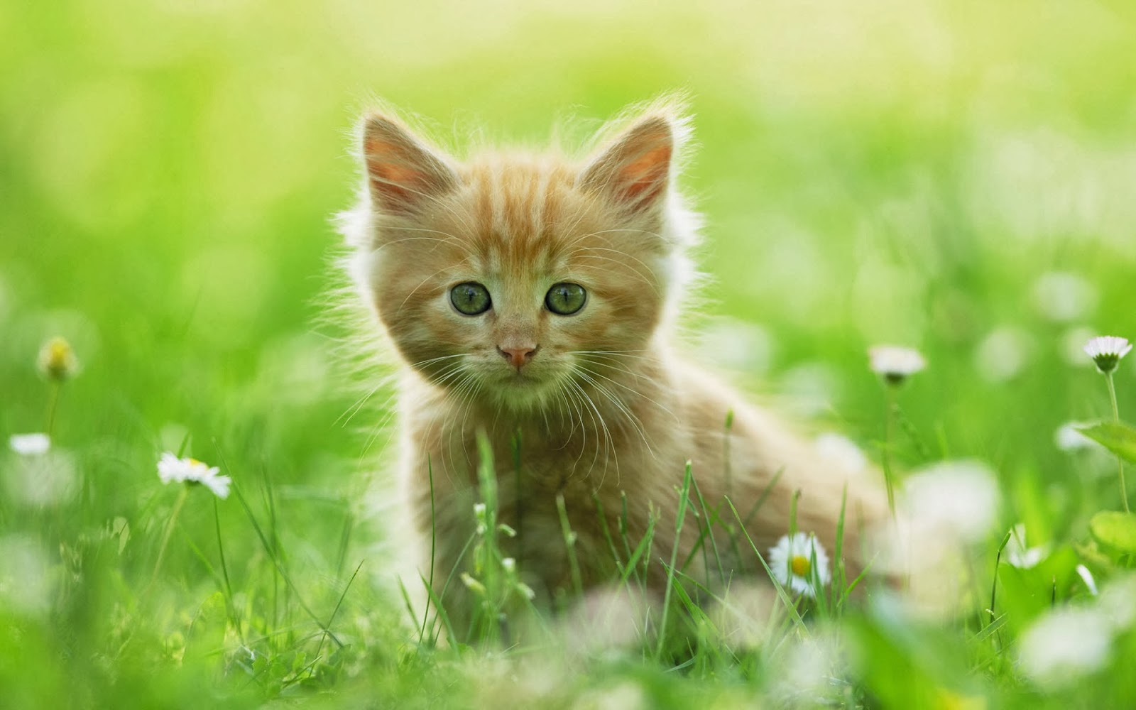  Cute  Little  Animals  HD Wallpapers  Animals  Library