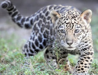 Pictures Baby Jaguars on Estate  Come See The 2 Month Old Baby Jaguar At The Palm Beach Zoo