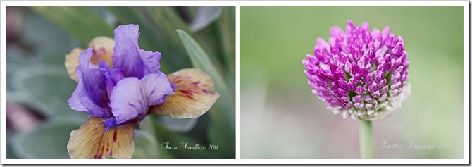 iris and allium dyptich copy