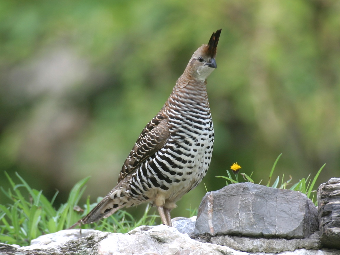 BandedQuail