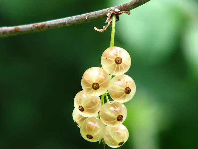 17 Fakta Pisang yang menarik