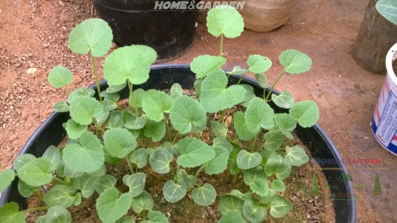 As soon as the seedlings emerge, uncover the pot. You need to provide them plenty of light on a sunny windowsill or you can use a fluorescent plant lights.