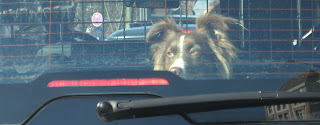 Hund im Auto