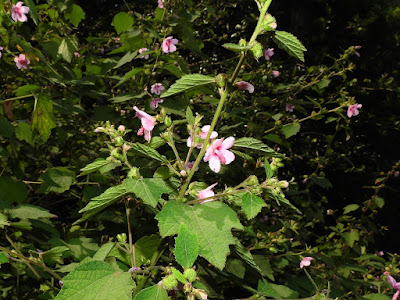 野棉花的花序