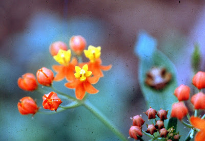 Asclepias curisavica, tropical milkweed