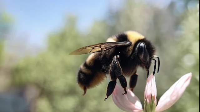 El descubrimiento se produjo debido a un accidente durante el proyecto de investigación. La científica Sabrina Rondeau encontró que los abejorros seguían vivos después de que los tubos en los que estaban almacenados se inundaran accidentalmente.