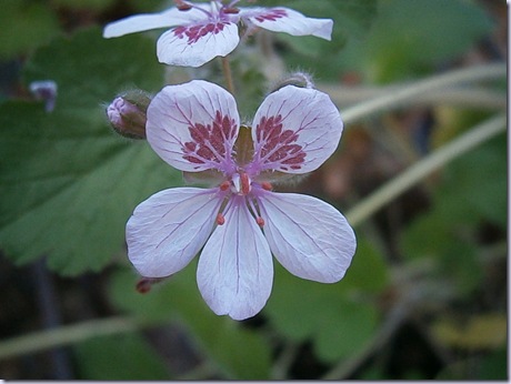 Erodium trifolium