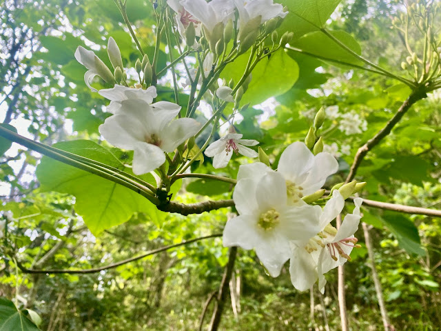 油桐花