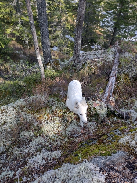 simarudkollen ådalen