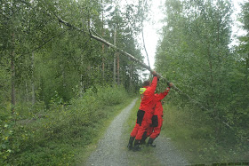 Kaksi henkilöä nostaa tien yli kaatunutta koivua