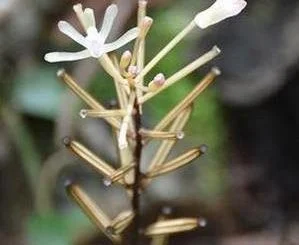 India's Smallest Orchids Discovered in Assam