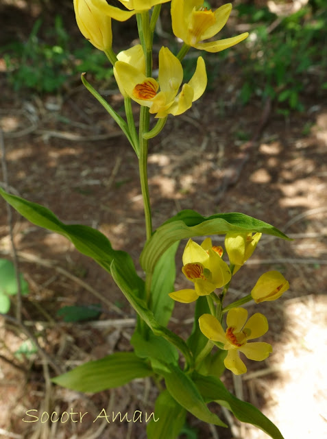 Cephalanthera falcata